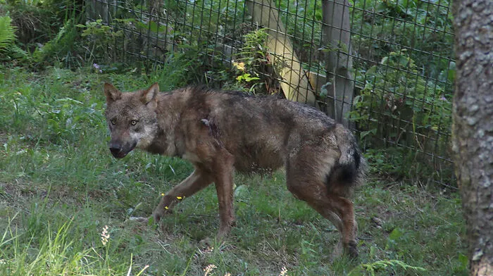 Fritzi befindet sich wieder im Gehege am Wilden Berg in Mautern 