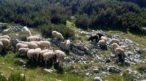 Für die Schafe mehrerer Ramsauer Bauern könnte dieser Almsommer der letzte im Dachsteingebiet gewesen sein