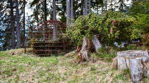 Eine der noch sichtbaren Wolfsgruben befindet sich im Kollnig-Wald in Gaimberg
