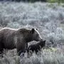 In this undated photo provided by Grand Teton National Park a grizzly bear known as No. 399 walks along side a cub. (C. Adams/Grand Teton National Park via AP)