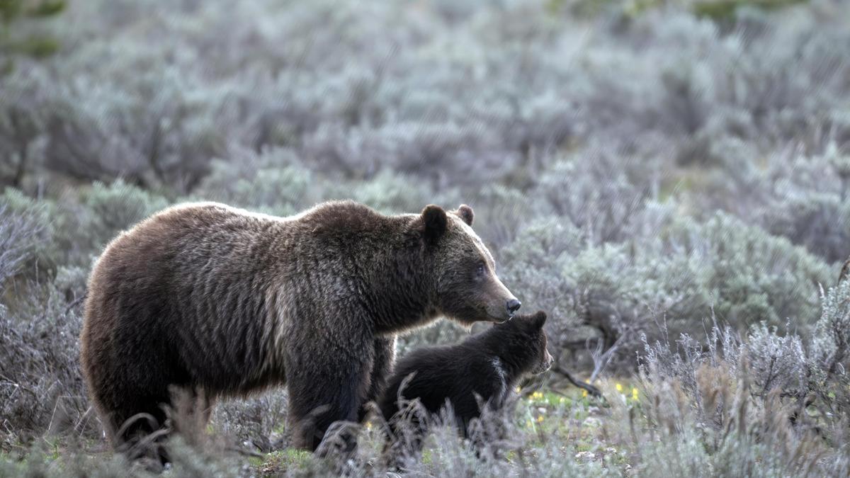 In this undated photo provided by Grand Teton National Park a grizzly bear known as No. 399 walks along side a cub. (C. Adams/Grand Teton National Park via AP)