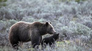 In this undated photo provided by Grand Teton National Park a grizzly bear known as No. 399 walks along side a cub. (C. Adams/Grand Teton National Park via AP)