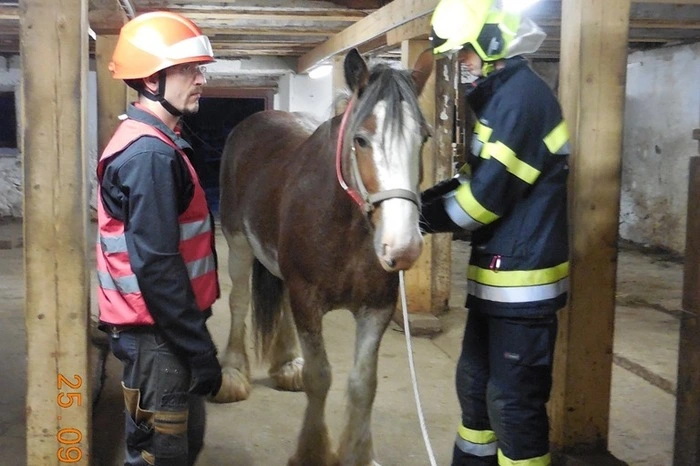 Den Einsatzkräften gelang es rasch, ihn zu beruhigen und aus der Box zu führen. Dieser Aufgabe mussten sich der Trupp und Charly aber noch zweimal unter erschwerten Bedingungen stellen. Einmal wurde der Stall mit einer Nebelmaschine nur „verraucht“ aber beleuchtet, im letzten Übungsteil wurde der Stall „verraucht“ und die Beleuchtung ausgeschaltet