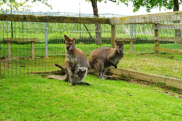Darunter befindet sich auch eine kleine Känguru- Familie.