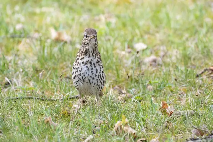 Die Singdrossel ist größtenteils ein Zugvogel, dessen Verhalten sich auch ändert