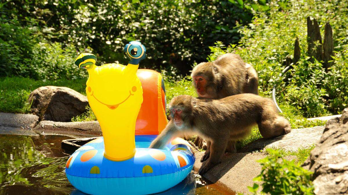 Schnecke Garry bringt das Futter heute den Affen am Affenberg. In der Affenhitze hat auch mal die Forschung eine Pause und die Affen dürfen sich im Pool abkühlen...