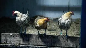 Angesteckt dürfte sich der mit H9N2 infizierte Mann außerhalb Italiens haben.