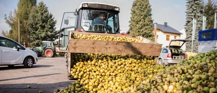Ein Traktor lässt viele Äpfel aus dem Anhänger laden