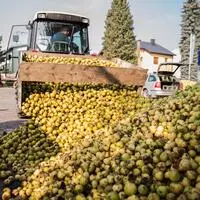 Die Ernte im Lavanttal wird in diesem Jahr mindestens zwei Wochen früher stattfinden