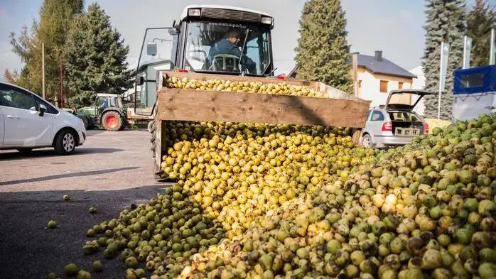 Ein Traktor lässt viele Äpfel aus dem Anhänger laden