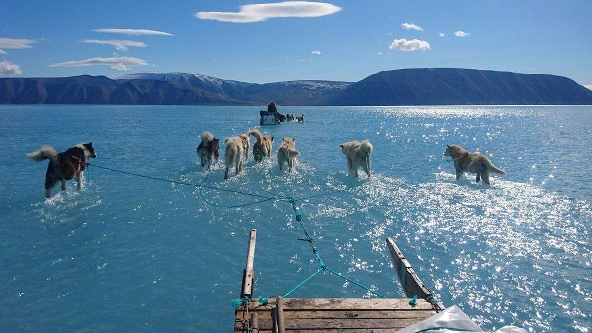 Schlittenhunde waten in Grönland durch Schmelzwasser - das Bild wurde am 13. Juni 2019 aufgenommen