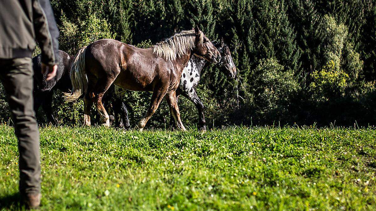 Symbolfoto: Noriker-Pferde auf der Weide