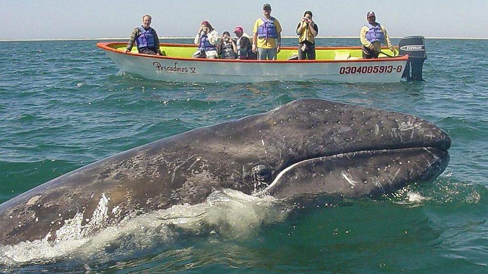 Touristen beobachten einen Grauwal an Mexikos Küste