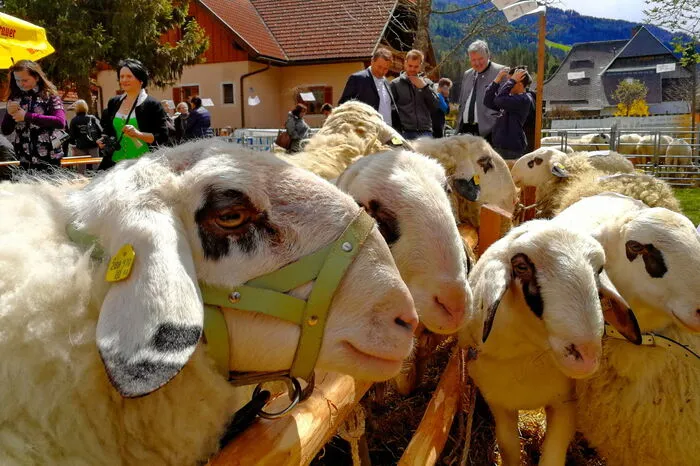 Das Schaf stand am Hof von Martin Dullnig eindeutig im Mittelpunkt.