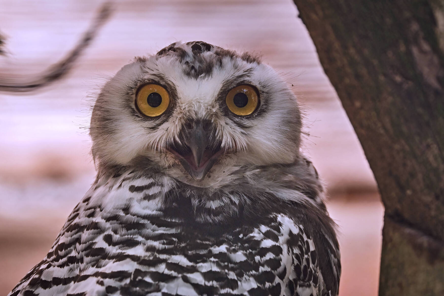 Schneeeule, Hammerhai und Co.: UNO beschließt strengeren Schutz für 40 weitere wandernde Tierarten