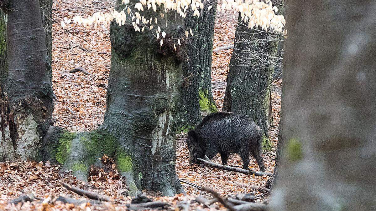 Sujetbild - zwei Wildschweine verendeten am Dienstag in Tschechien - auch für österreichische Behörden überraschend