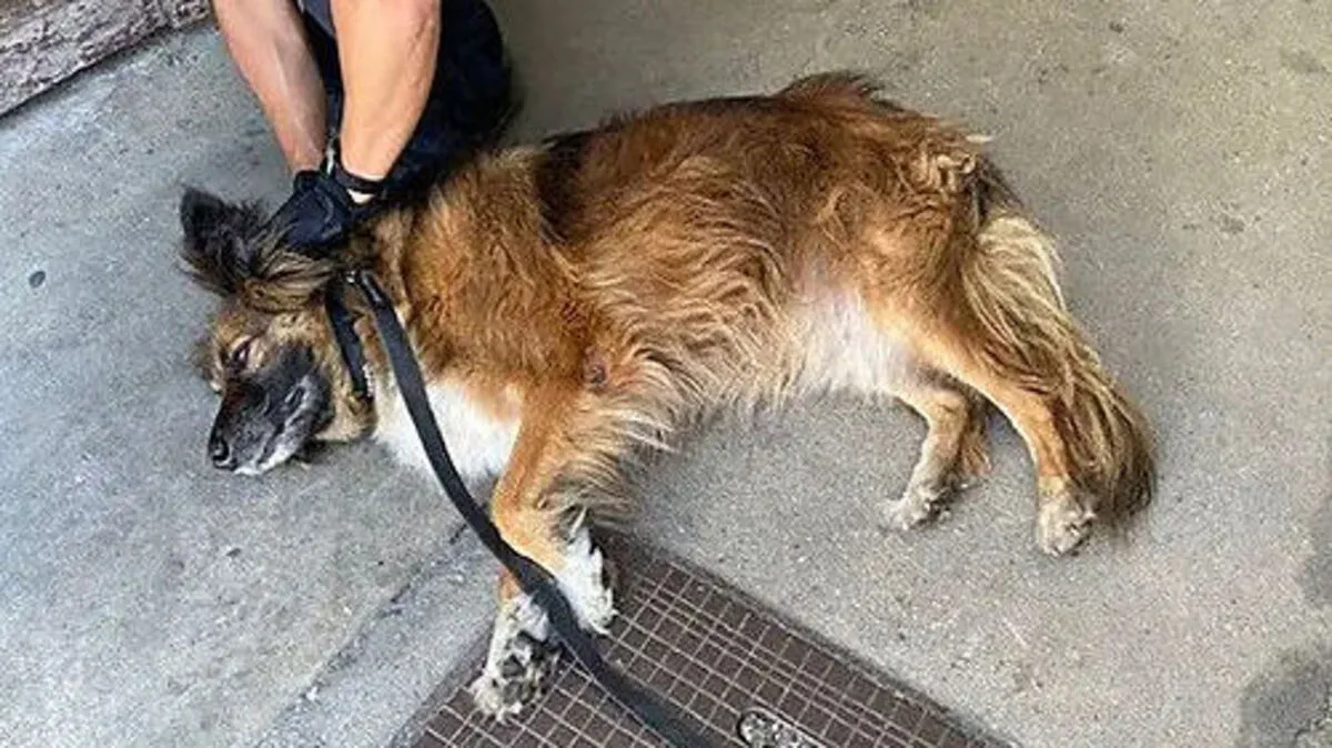 Die Beamten schlugen die Scheibe ein und befreiten den bereits kraftlosen Vierbeiner und übergaben ihn der Tierrettung. 