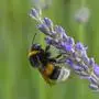 ABD0077_20230716 - GRIMME - DEUTSCHLAND: PRODUKTION - 10.07.2023, Brandenburg, Grimme: Eine Hummel sucht Nektar an Lavendelblüten auf einem Feld der polnischen Landwirte Joanna und Karol Olszewski in der Nordostuckermark in Grimme bei Brüssow. (zu dpa-KORR "Ein Hauch Provence - Lavendel in Brandenburg") Foto: Patrick Pleul/dpa +++ dpa-Bildfunk +++. - FOTO: APA/dpa/Patrick Pleul