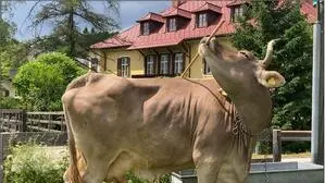 Kuh Veronika aus Nötsch in Kärnten nutzt Stöcke oder einen Rechen, um sich zu kratzen