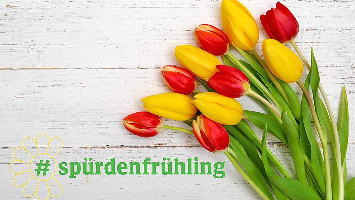 Die Kleine Zeitung möchte Sie mit Frühlingsblumen beschenken