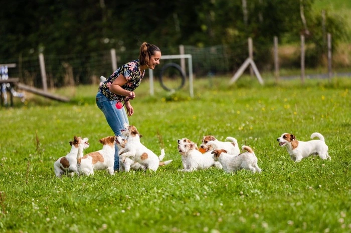 In Pöllauberg befindet sich die Hundepension und -zucht "Host of Angels"