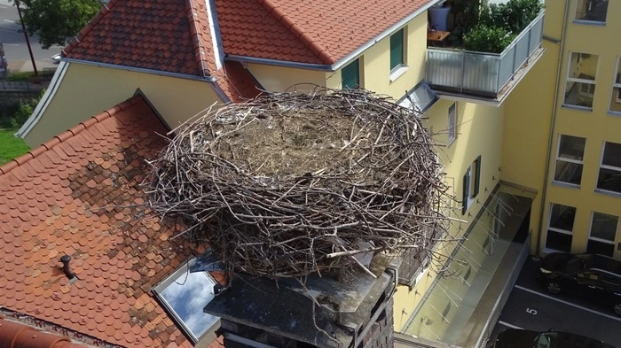 Ausgeflogen waren die Weizer Störche.