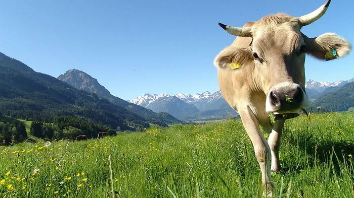 Ein Online-Karte soll Wanderer auf Mutterkühe aufmerksam machen