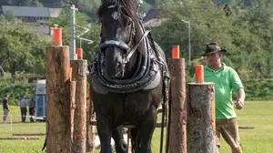 Europafavorit aus Kärnten:  Thomas Zechner mit seinen Arbeitspferden