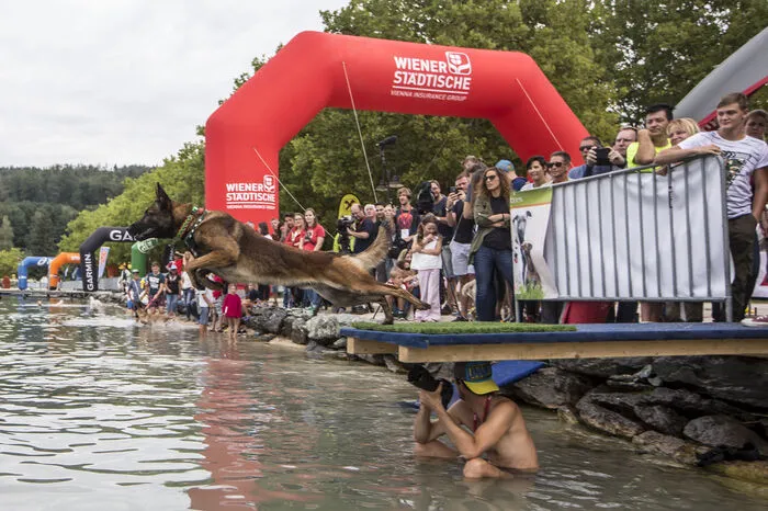 Vier Hunde sprangen um die Wette in den Wörthersee