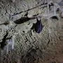Diese „Kleine Hufeisennase“ ist schon in die Lurgrotte zurückgekehrt