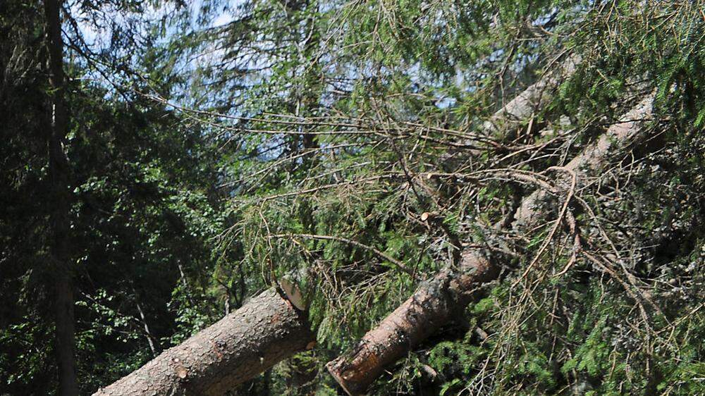 Oberösterreicher starb nach schwerem Forstunfall 
