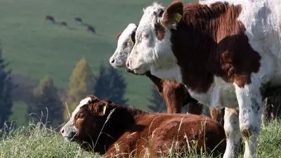Cows are in the sunshine on a pasture in Anger, Styria, Austria, on Sunday, Nov. 1, 2009. Temperatures are very mild and will climb up to 8 degree Celsius (46.4 degrees Fahrenheit). (AP Photo/Ronald Zak)