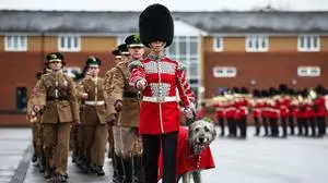 3 year-old Irish Wolfhound Seamus, Irish Guards mascot, with his handler Drummer Ashley Dean march following the Irish Guards Parade for St Patrick's Day at Mons Barracks in Aldershot, south-west of London, on March 17, 2024. (Photo by HENRY NICHOLLS / AFP)