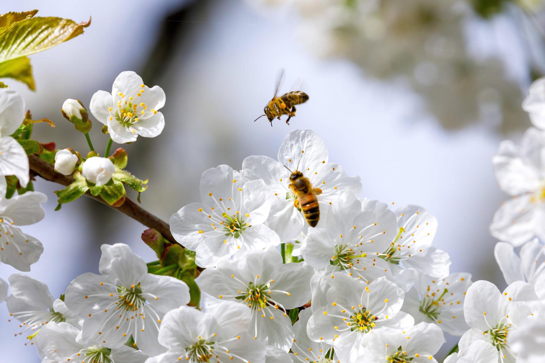 Artenvielfalt: Vier Tipps wie man Insekten ein Zuhause gibt