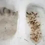Links die Bärentatze, rechts ein Schuhabdruck Größe 40