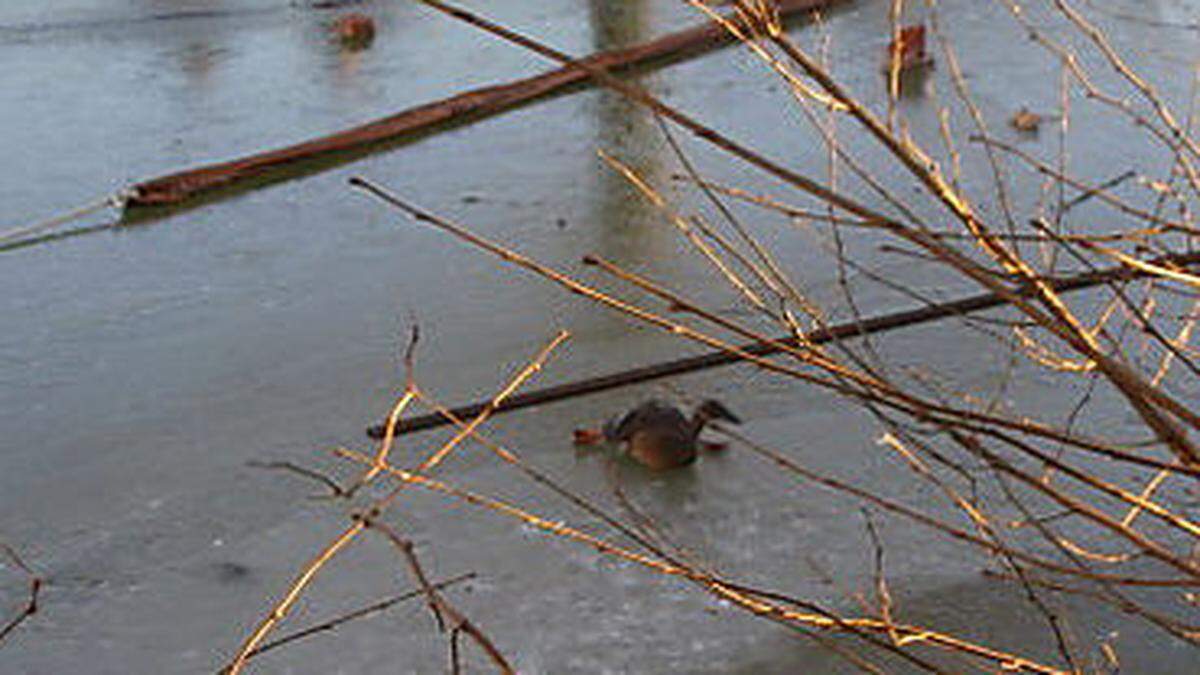 Die Ente kam auf dem Eis einfach nicht mehr weiter