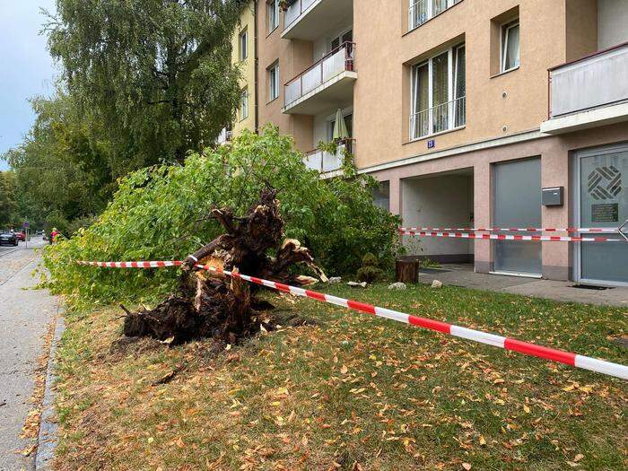 Umgestürzte Bäume und überflutete Straßen forderten Feuerwehr in Klagenfurt.