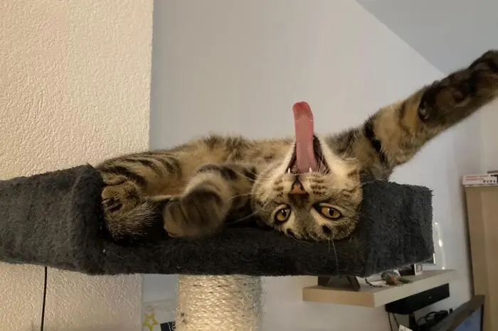 Katze „Nala“ setzte sich am Kratzbaum für einen Schnappschuss in Szene.