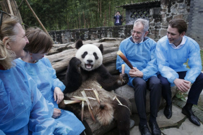 Bundespräsident Alexander Van der Bellen, Bundeskanzler Sebastian Kurz (ÖVP) und Außenministerin Karin Kneissl (FPÖ) waren gegen Ende der groß angelegten China-Visite in der 1987 eingerichteten Station zur Aufzucht dieser bedrohten Tierart zu Gast.