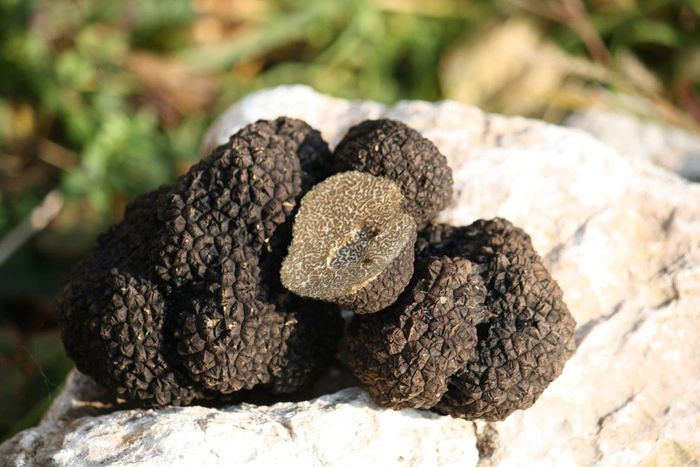 Die Trüffel gilt zwar als Delikatesse, doch nicht alle Trüffelsorten eignen sich für den Verzehr.