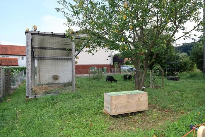 Aus alten Gitterwänden entstand ein Zackelschafunterstand, daneben ein Trinkbrunnen und eine Futterraufeninstallation mit Lecksalz für die Schafe