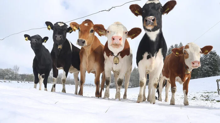 Kühe schauen auf einer Weide in Bayern etwas verwundert drein: Schnee im April?