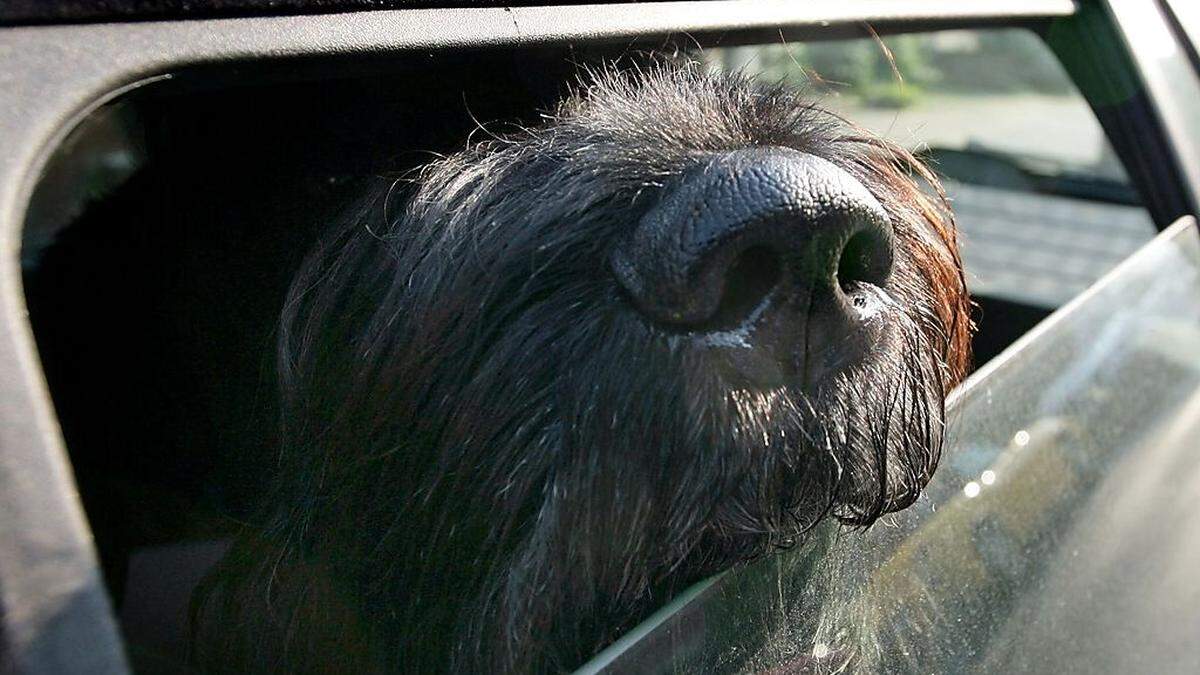 Hitzequalen im Sommer für Hunde im Auto