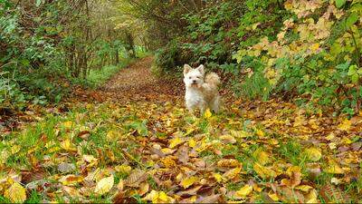 Hund beim Herbstspaziergang