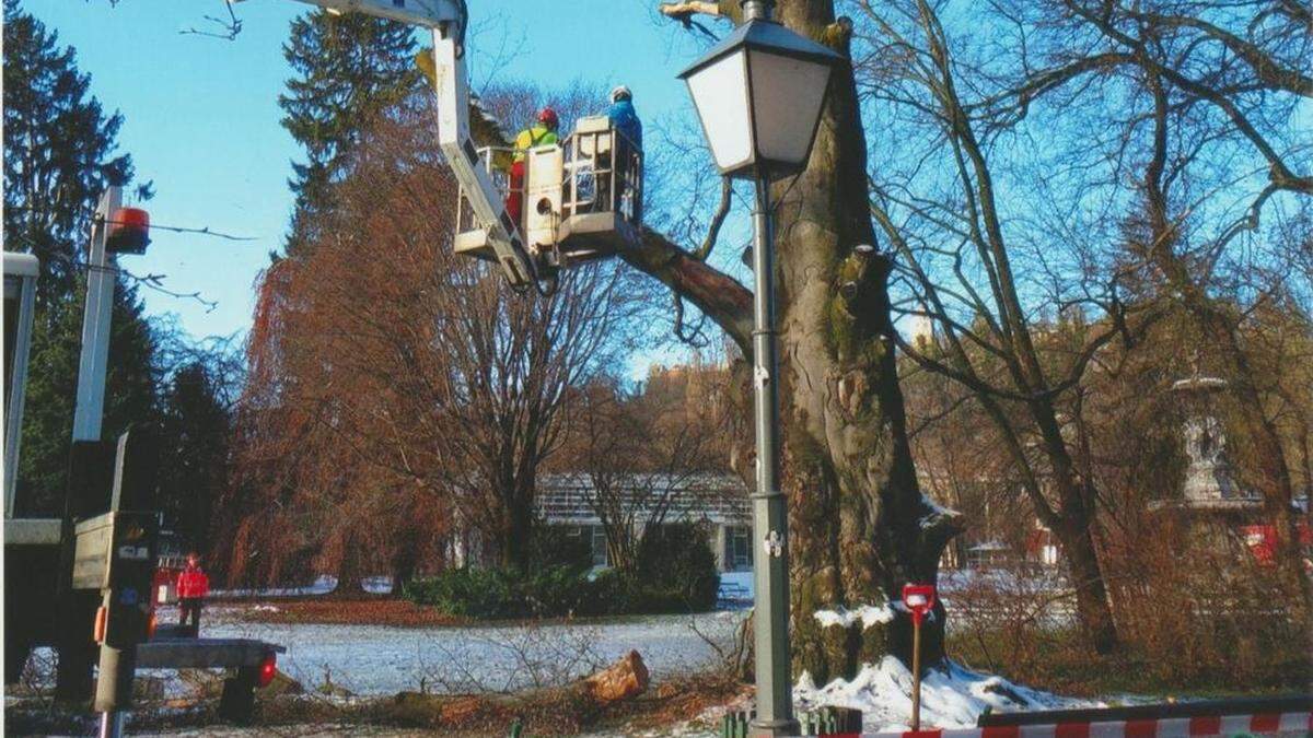 Die Fossl-Buche im Grazer Stadtpark