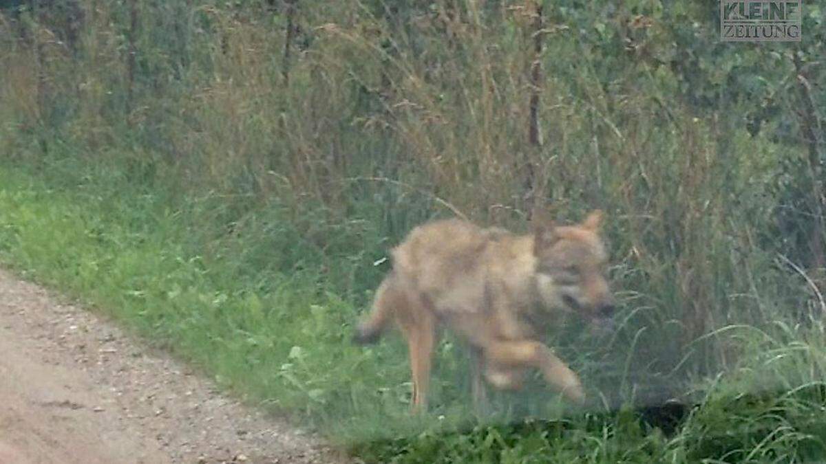 Einjähriger Grauwolf Fritzi