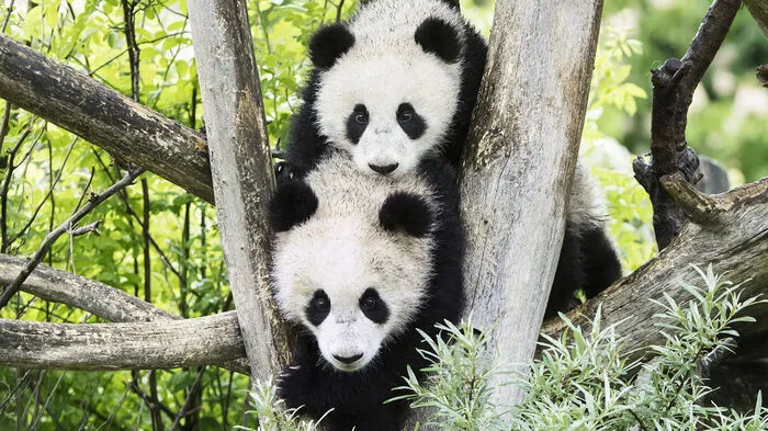 In einem Monat feiern die Panda-Zwillinge im Tiergarten Schönbrunn ihren ersten Geburtstag. Zwischen 16 und 20 Kilo wiegen Fu Feng und Fu Ban bereits und lieben es zu klettern. Den Großen Pandas widmet sich auch der erste Band der neuen Kinderbuchreihe „Der kleine Zoo-Entdecker“ des Fotografen Daniel Zupanc.