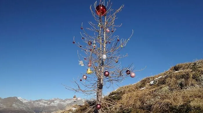 Das kahle Bäumchen erstrahlt mit bunten Christbaumkugeln