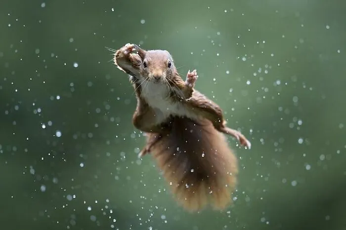 "Jumping Jack" heißt das Bild von Alex Pansier, der ein Eichhörnchen spektakulär im Sprung zeigt.