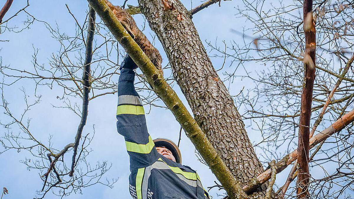 Die Katze konnte schließlich vom Baum gerettet werden